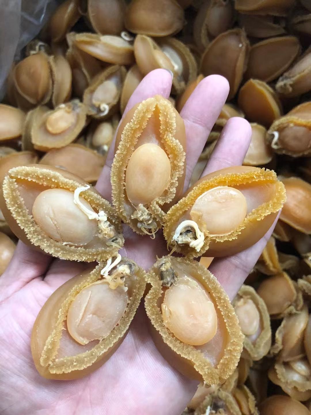  大连鲍鱼40头 鲍鱼干 干货批发零售