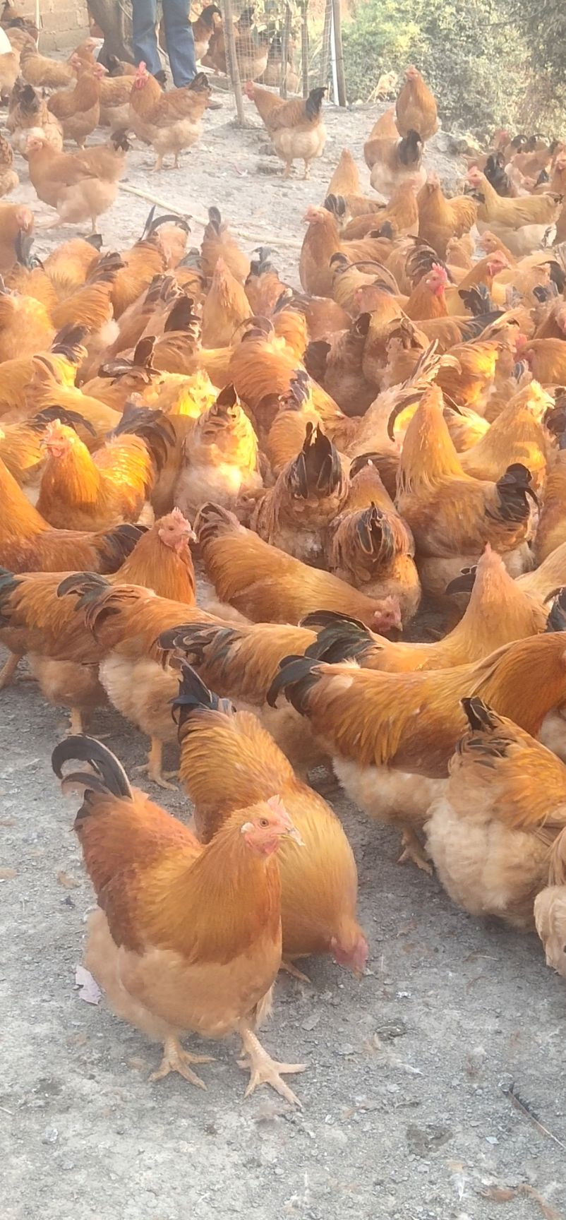 阉鸡  黎村种，三黄阉