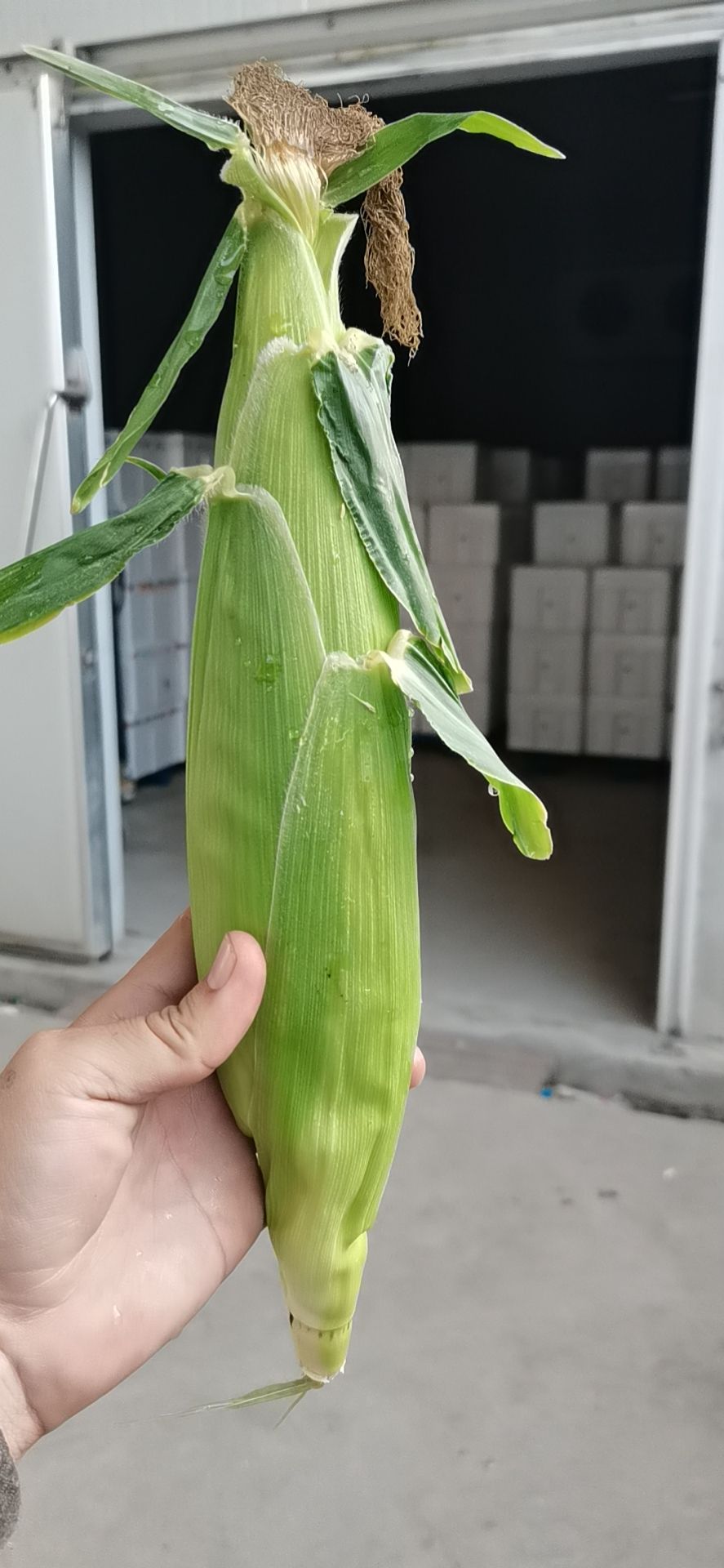 甜玉米 水果牛奶玉米(非转基因)种植在海南陵水,糖度14个以上