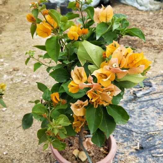 漳州黄花三角梅  加州黄，长期供应各种品种，各种规格三角梅袋苗、