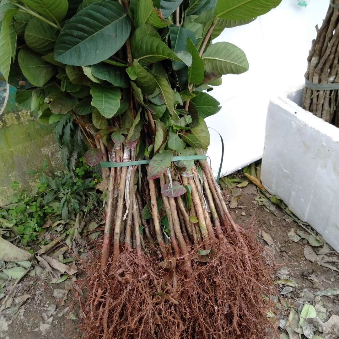 珍珠番石榴苗  广州嫁接四季番石榴树苗西瓜红番石榴苗红宝石番石榴胭脂红番石榴