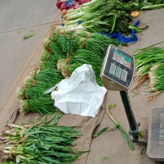 金针菇 各种蔬菜水果，需要的联系我，可以自提