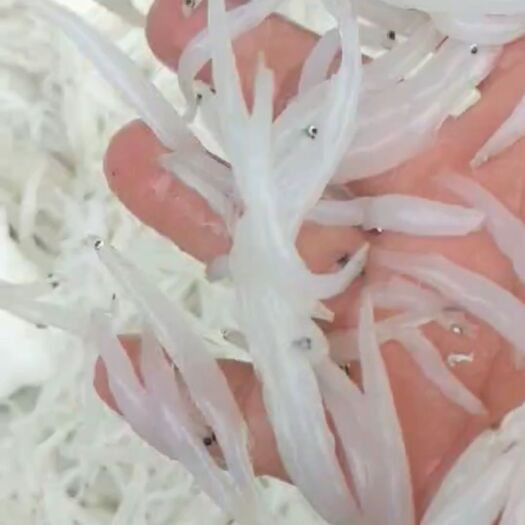 册亨县小银鱼 银鱼，鲜货，干货，一手供应