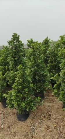 火山榕 1.3米——1.6米，冠40——60