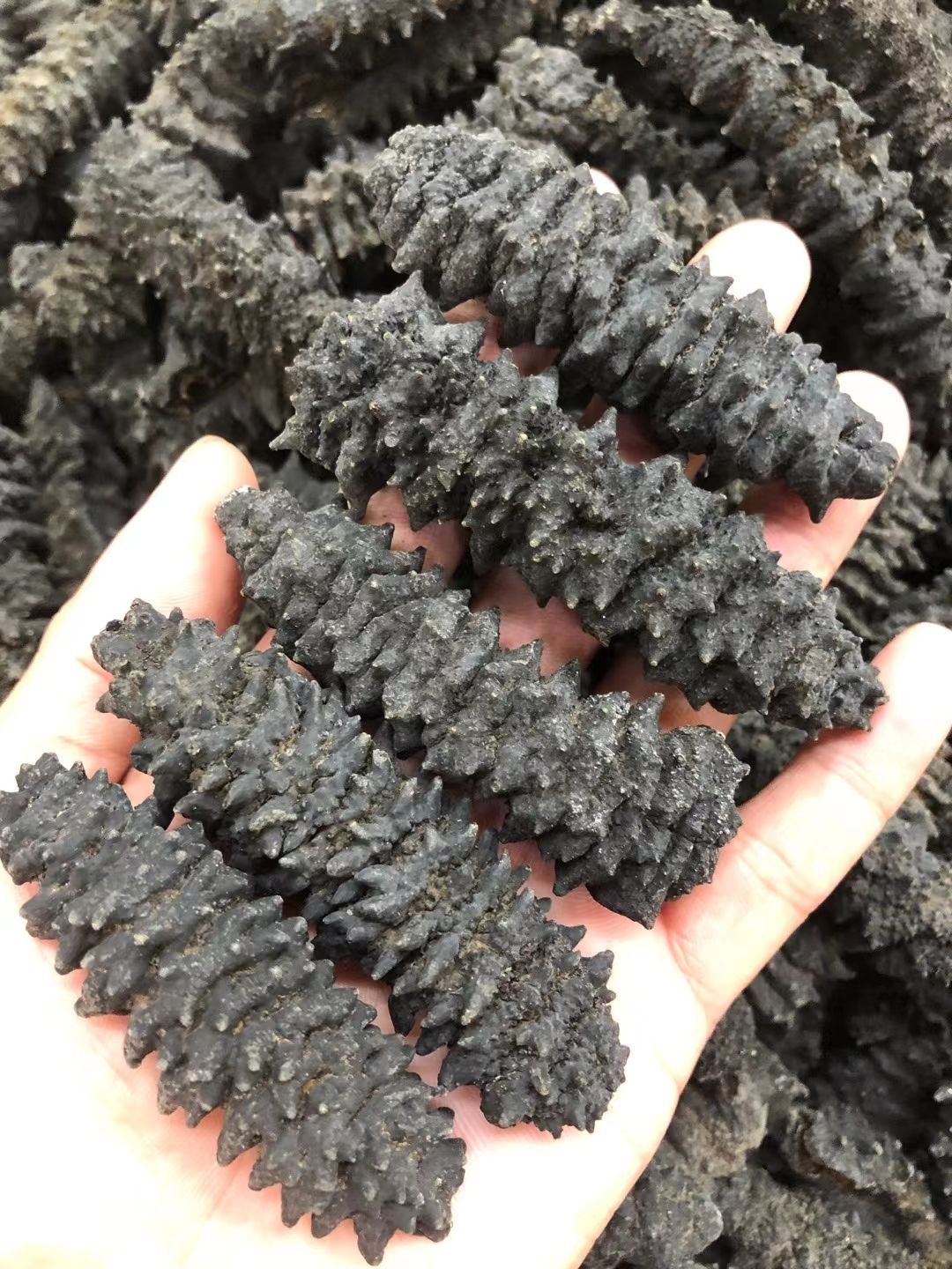 海刺参 纯淡干龙纹刺参40头  海参干货 批发零售