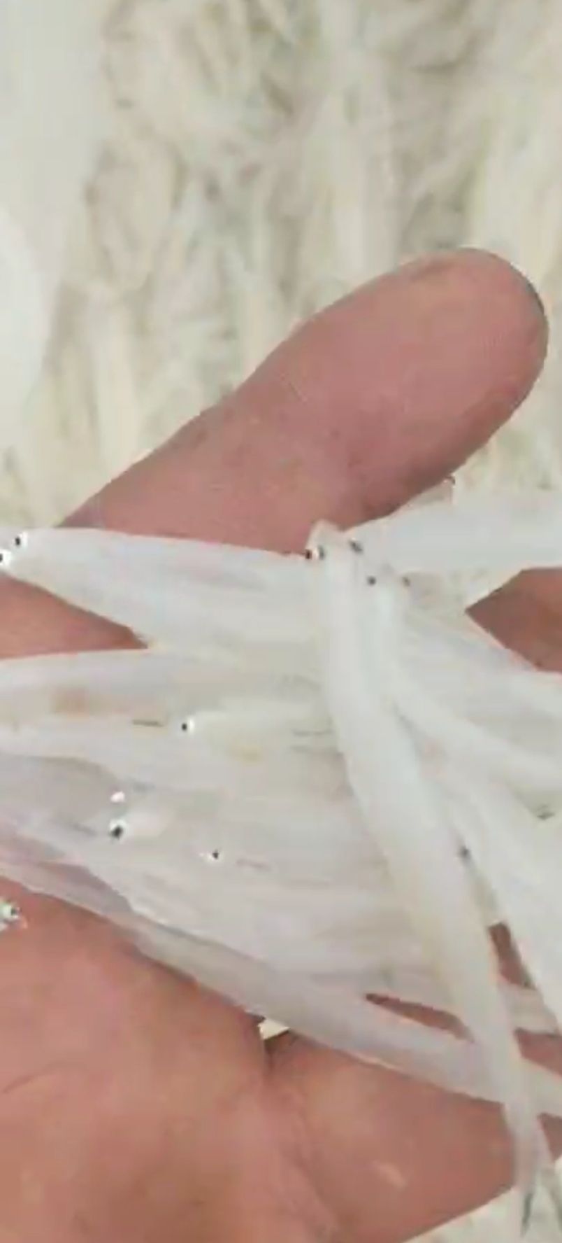 小银鱼 银鱼，鲜货，干货，一手供应