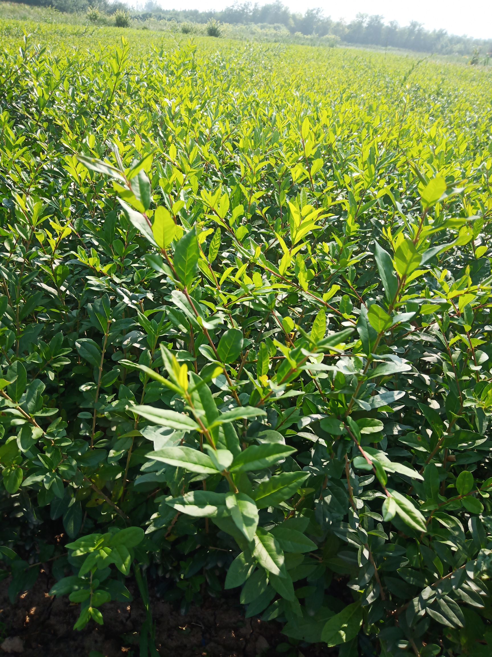 水蜡  水蜡苗 营养杯水蜡 容器水蜡苗 陕西水蜡基地自产自销