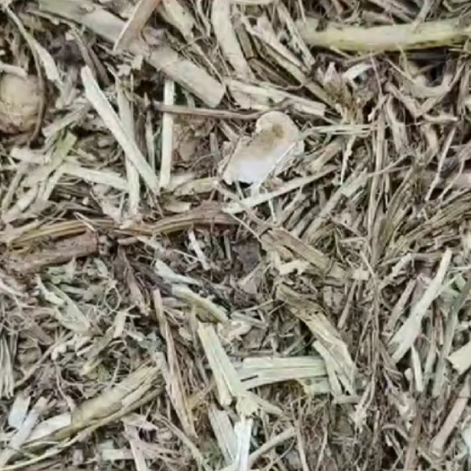 莒县大量出售花生秧。无土无膜