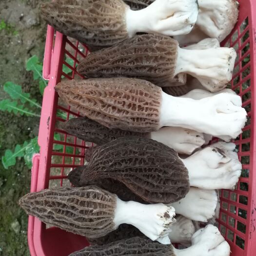 习水县新鲜羊肚菌，保鲜发货