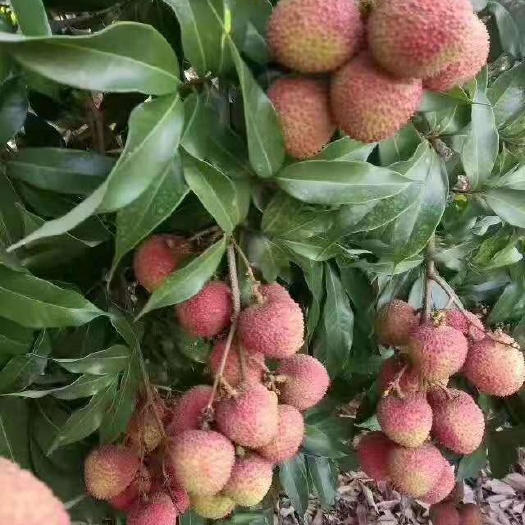 灵山县 灵山妃子笑荔枝苗