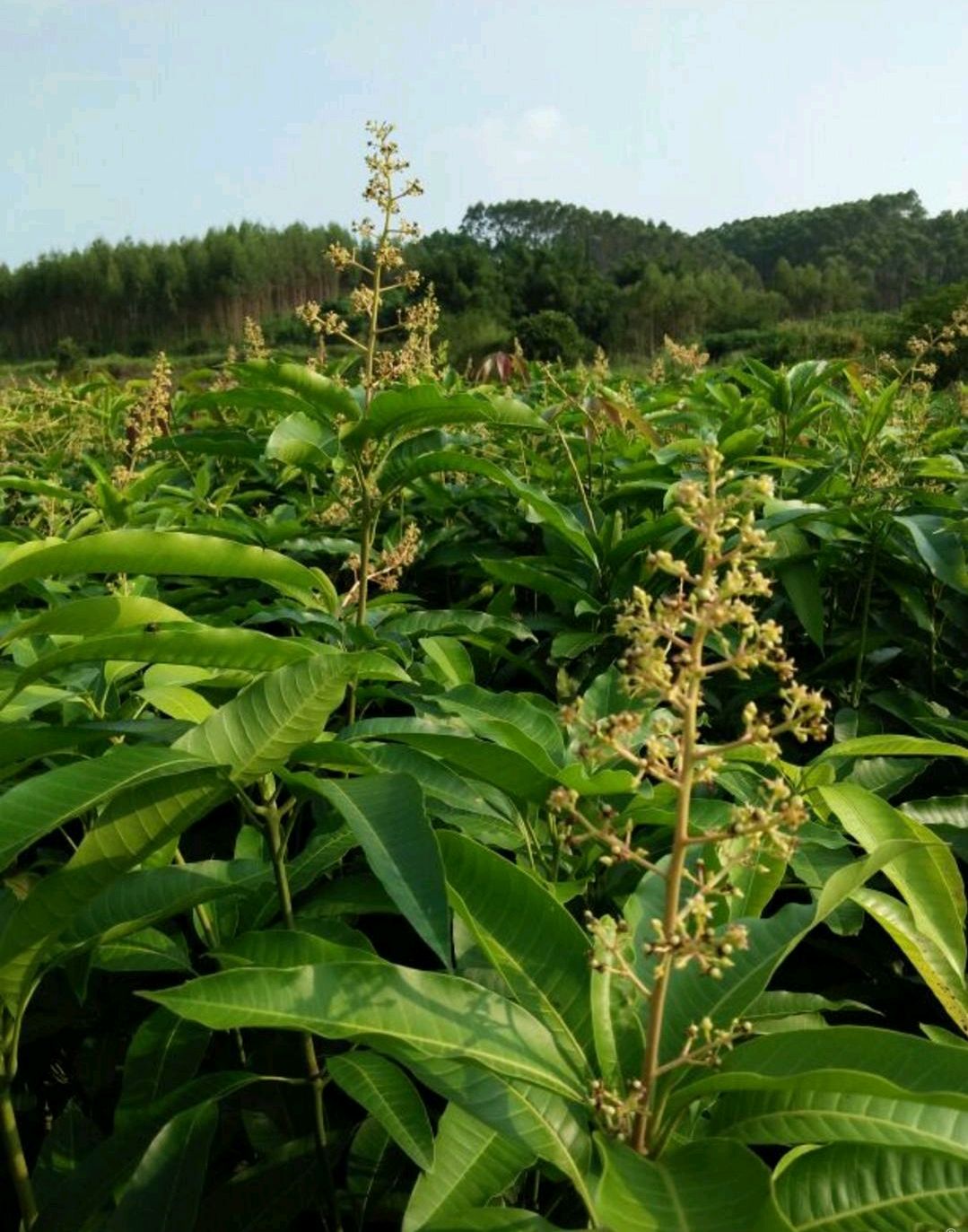 四季芒果苗  一年四季都可开花结果，有营养杯苗，1到5公分大
