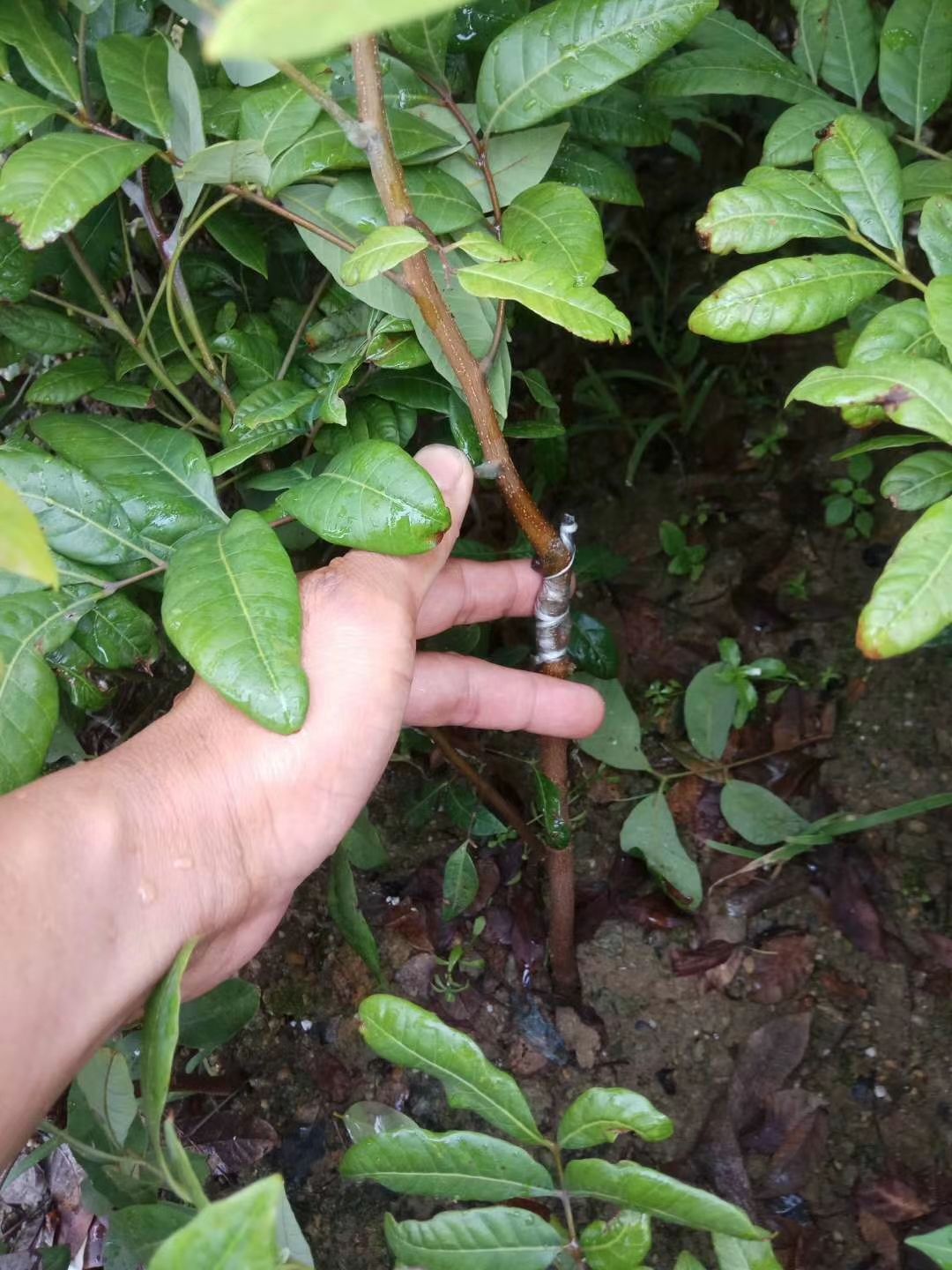 石峡龙眼苗  广州嫁接龙眼树苗石峽龙眼苗四季龙眼树苗