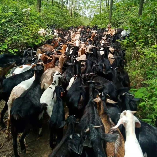 兴业县黑山羊 努比亚羊  波尔羊 种羊  肉羊     羊羔 出售