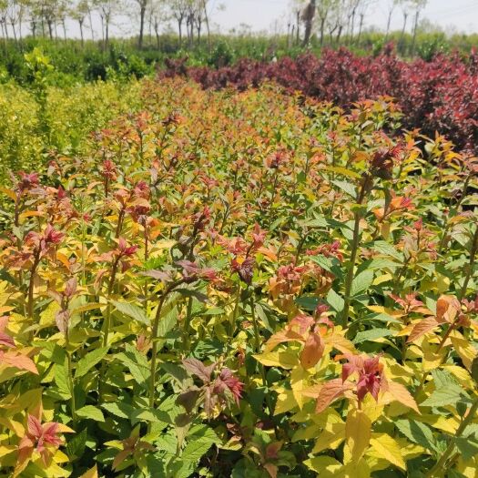 沭阳县 金焰绣线菊70-1米高，一株多叉