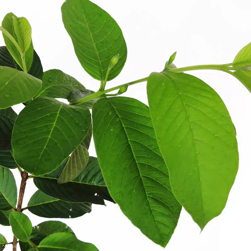 珍珠番石榴苗  广州嫁接四季番石榴树苗西瓜红番石榴苗红宝石番石榴胭脂红番石榴