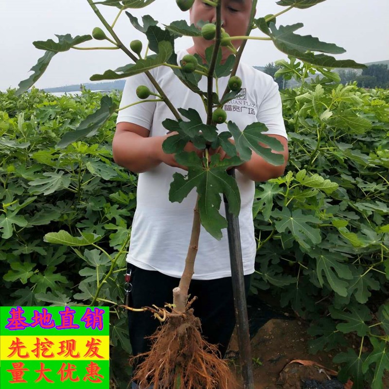 波姬紅無花果苗 無花果樹苗南北方庭院種植盆栽地栽當(dāng)年結(jié)果特大