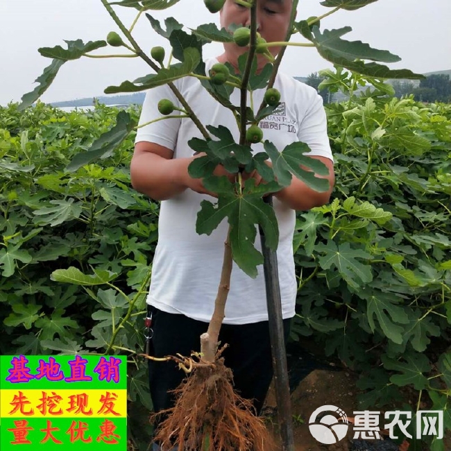 波姬红无花果苗 无花果树苗南北方庭院种植盆栽地栽当年结果特大