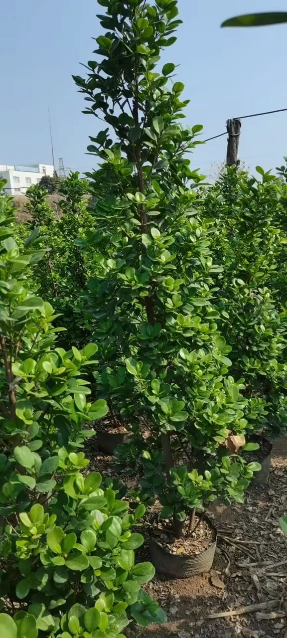 火山榕 1.3米——1.6米，冠40——60