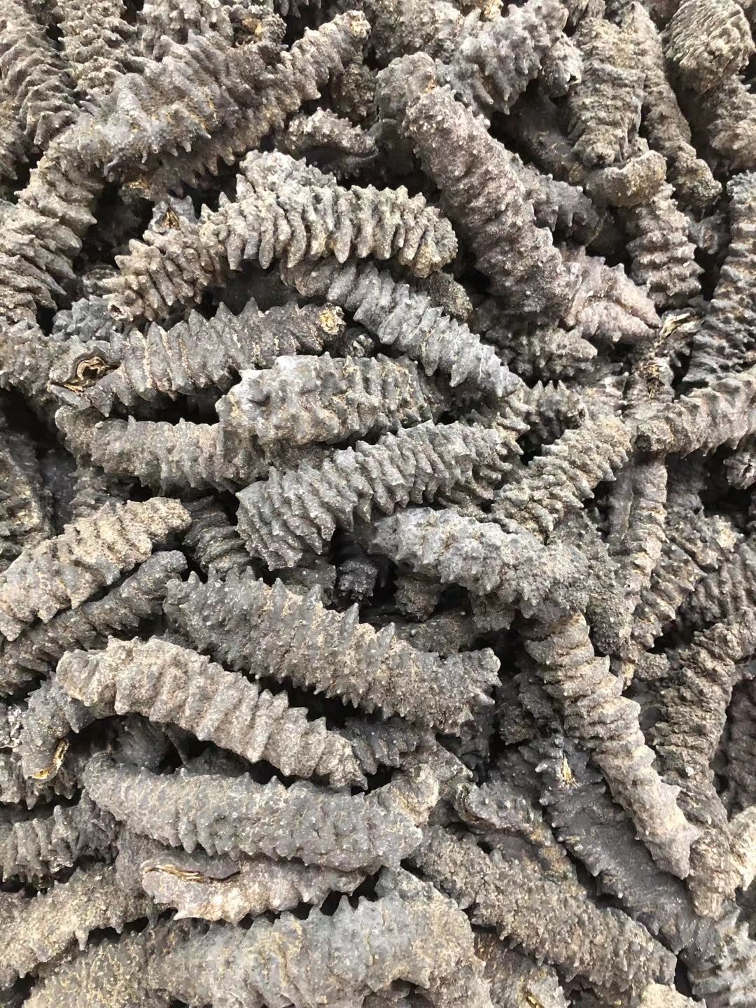 海刺参 纯淡干龙纹刺参40头  海参干货 批发零售