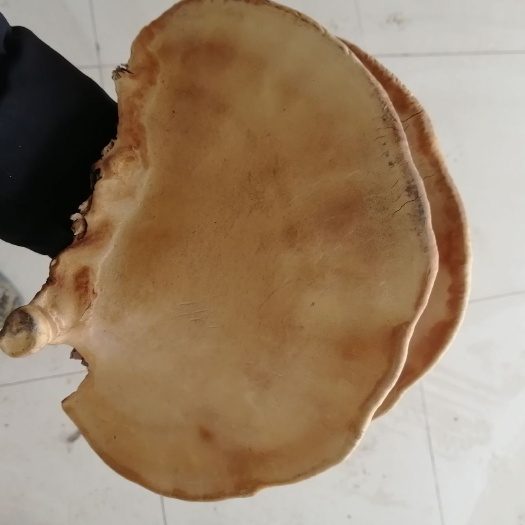 马关县黄灵芝 