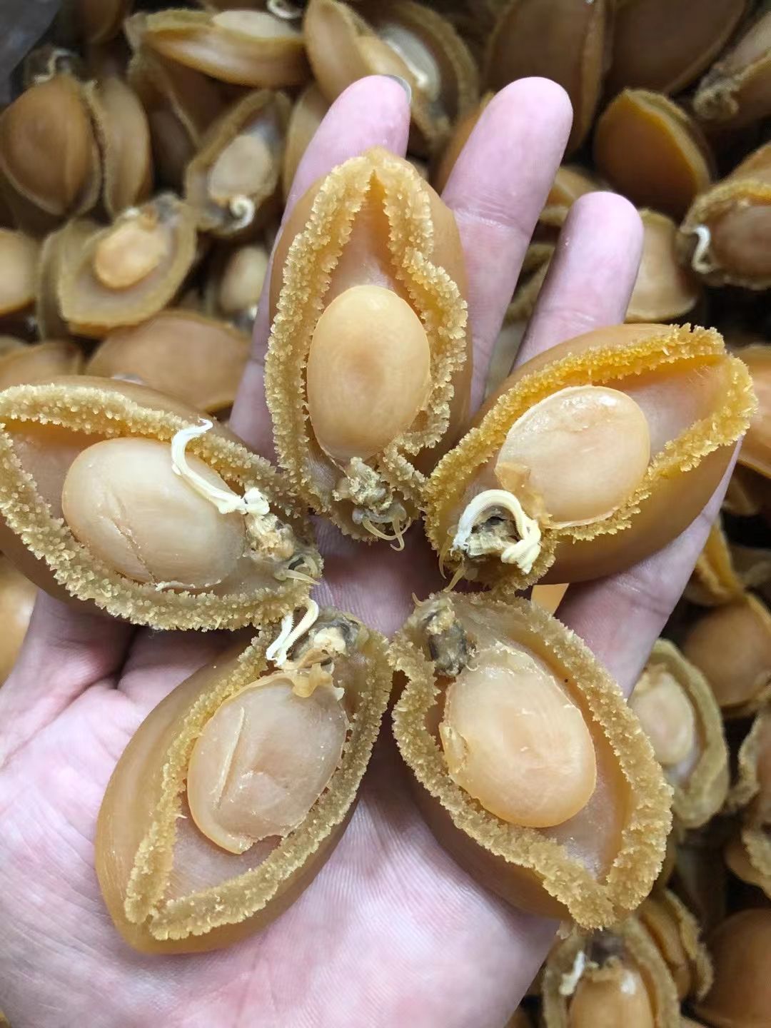  大连鲍鱼40头 鲍鱼干 干货批发零售