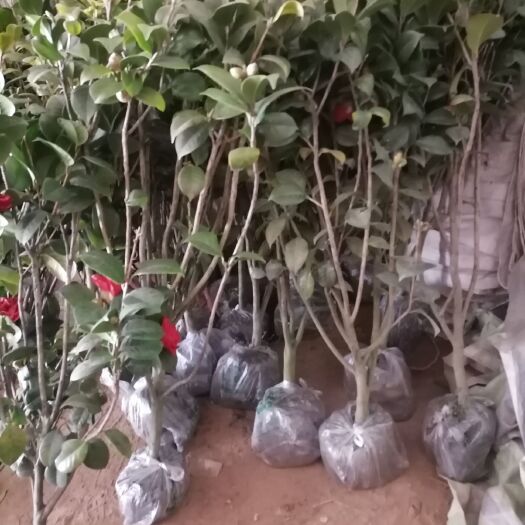苍溪县茶花树 50~80cm