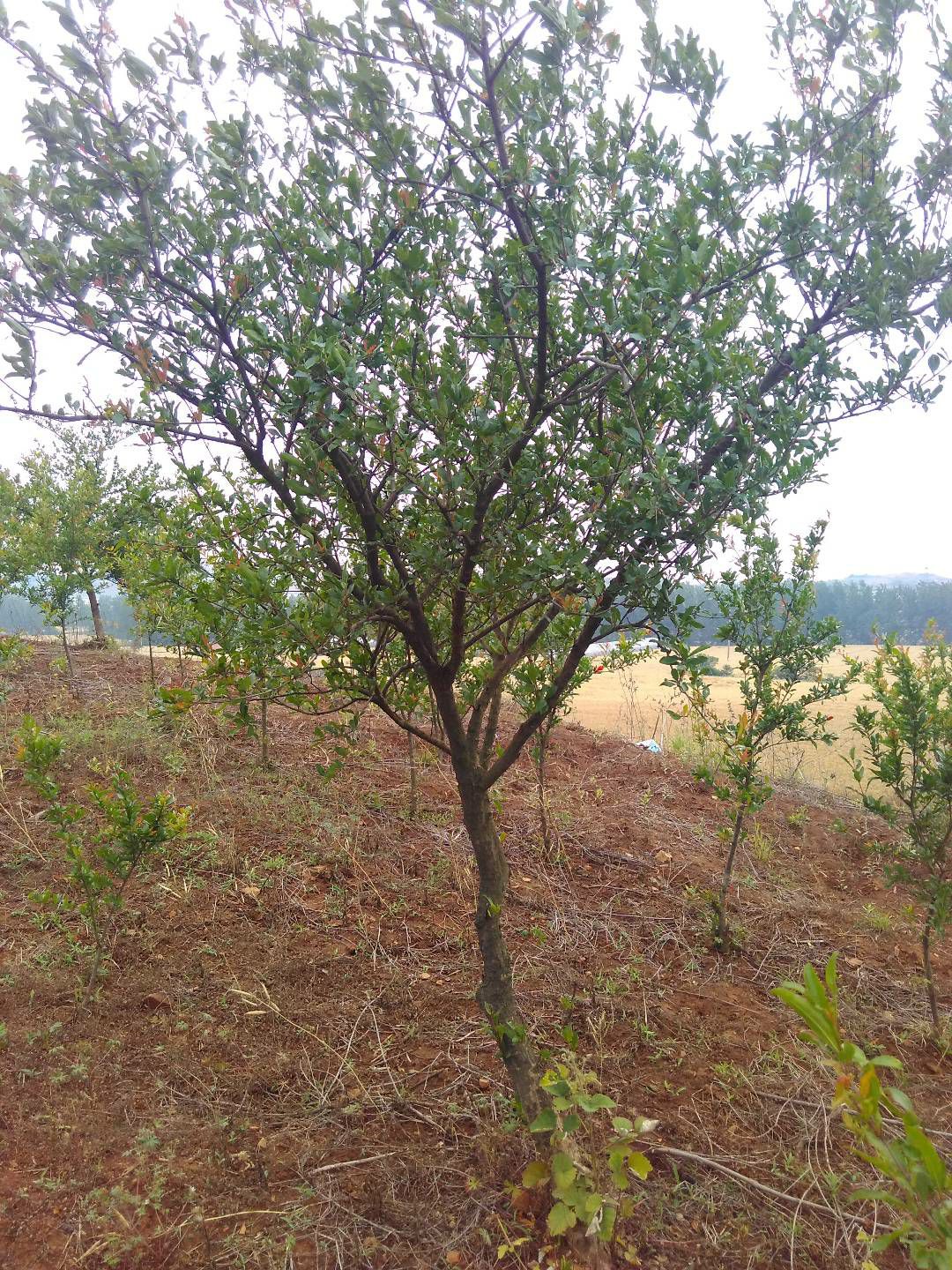 石榴树苗 现在有5公分的石榴树正在出售当中，有需要的抓紧时间来看