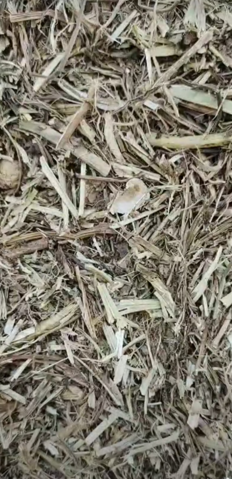 莒县大量出售花生秧。无土无膜