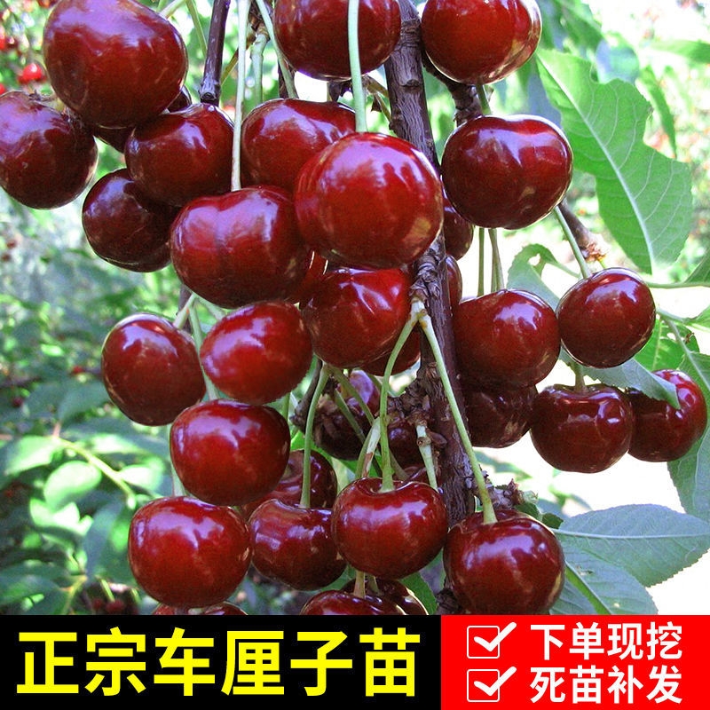 红灯樱桃苗  樱桃树苖车厘子树苗四季果树果苗南方北方种植嫁接樱桃苗当年