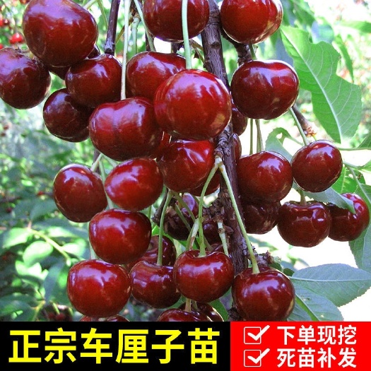 沭阳县红灯樱桃苗  樱桃树苖车厘子树苗四季果树果苗南方北方种植嫁接樱桃苗当年