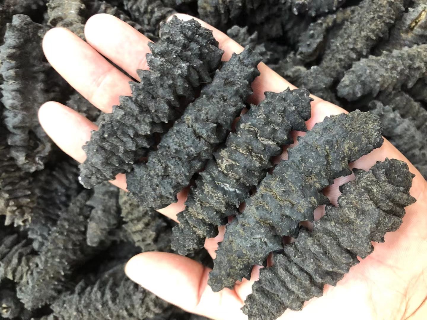 海刺参 纯淡干龙纹刺参40头  海参干货 批发零售