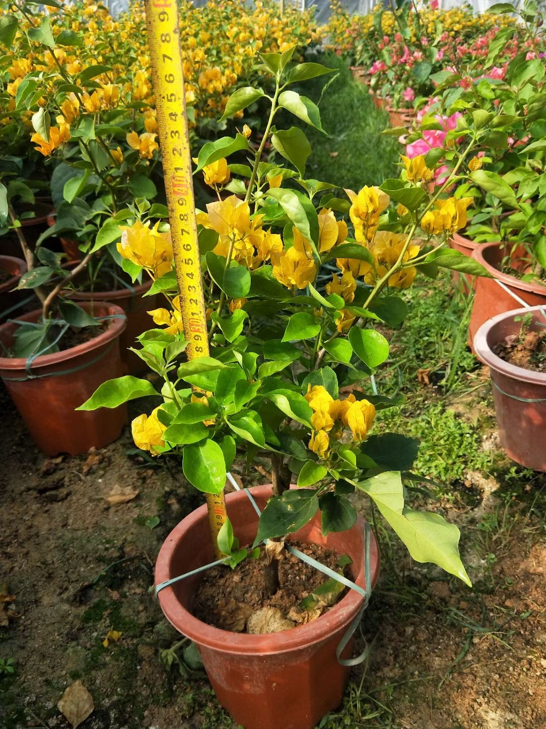 黄花三角梅  加州黄，长期供应各种品种，各种规格三角梅袋苗、