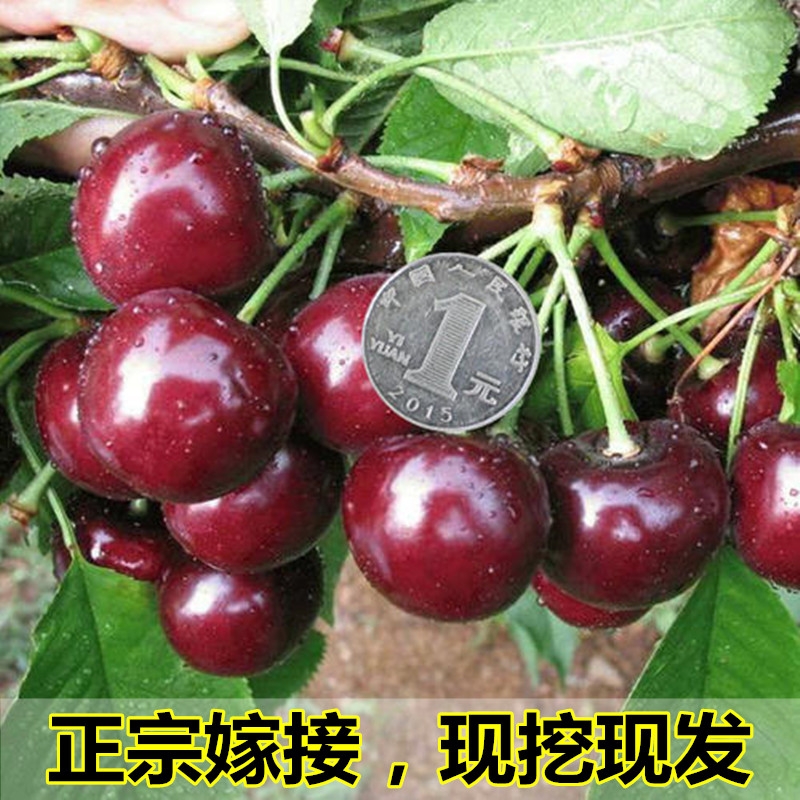 红灯樱桃苗  樱桃树苖车厘子树苗四季果树果苗南方北方种植嫁接樱桃苗当年