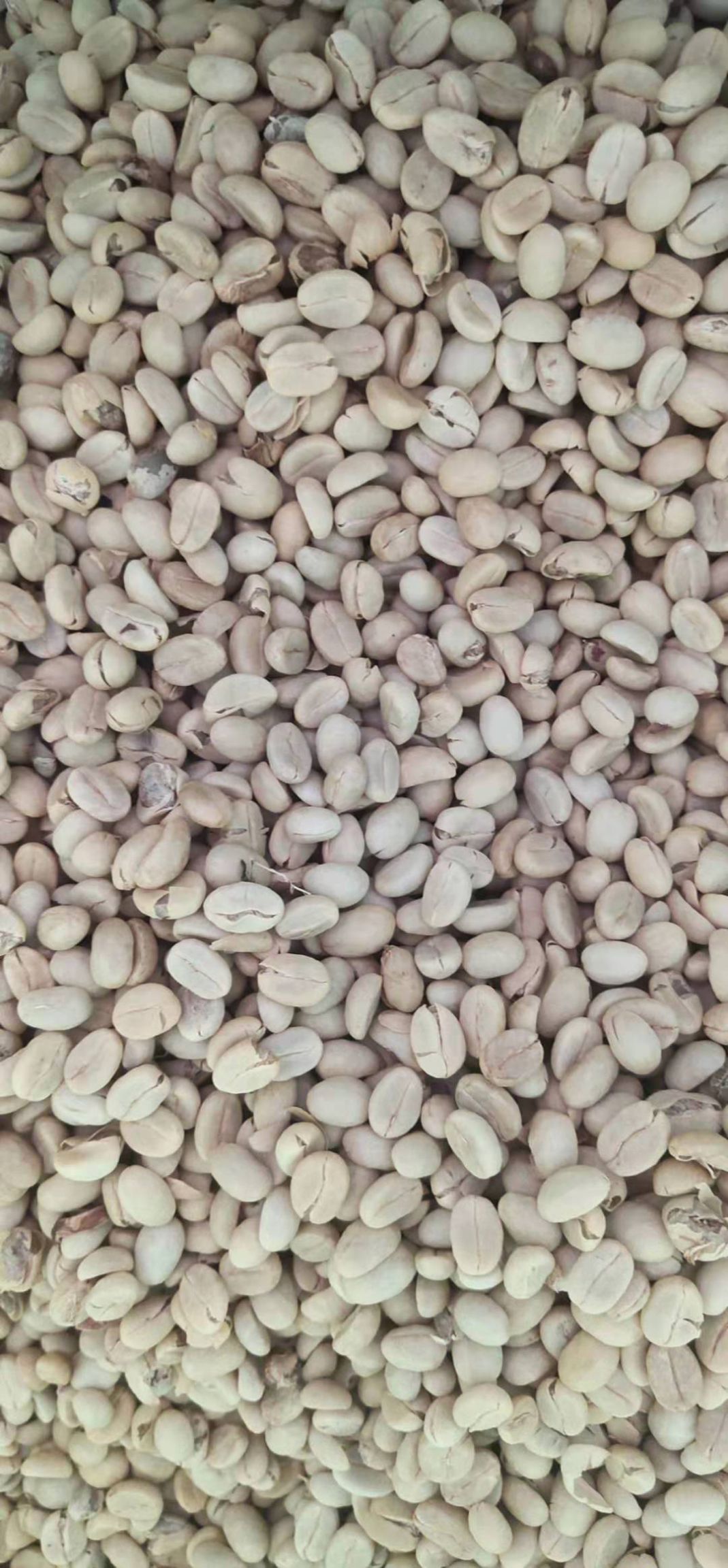 咖啡树种子  普洱小粒咖啡精品种子