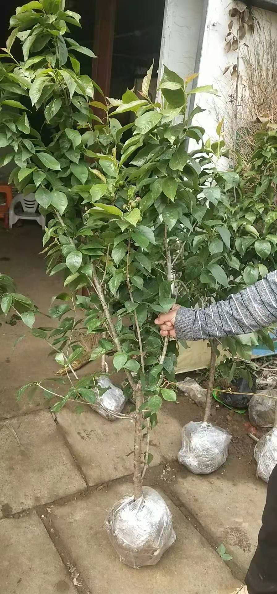 红灯樱桃苗  樱桃树苖车厘子树苗四季果树果苗南方北方种植嫁接樱桃苗当年