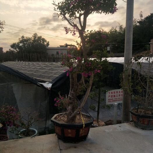 漳州紫花三角梅  长期供应各种品种、规格三角梅袋苗、盆苗，基地直销