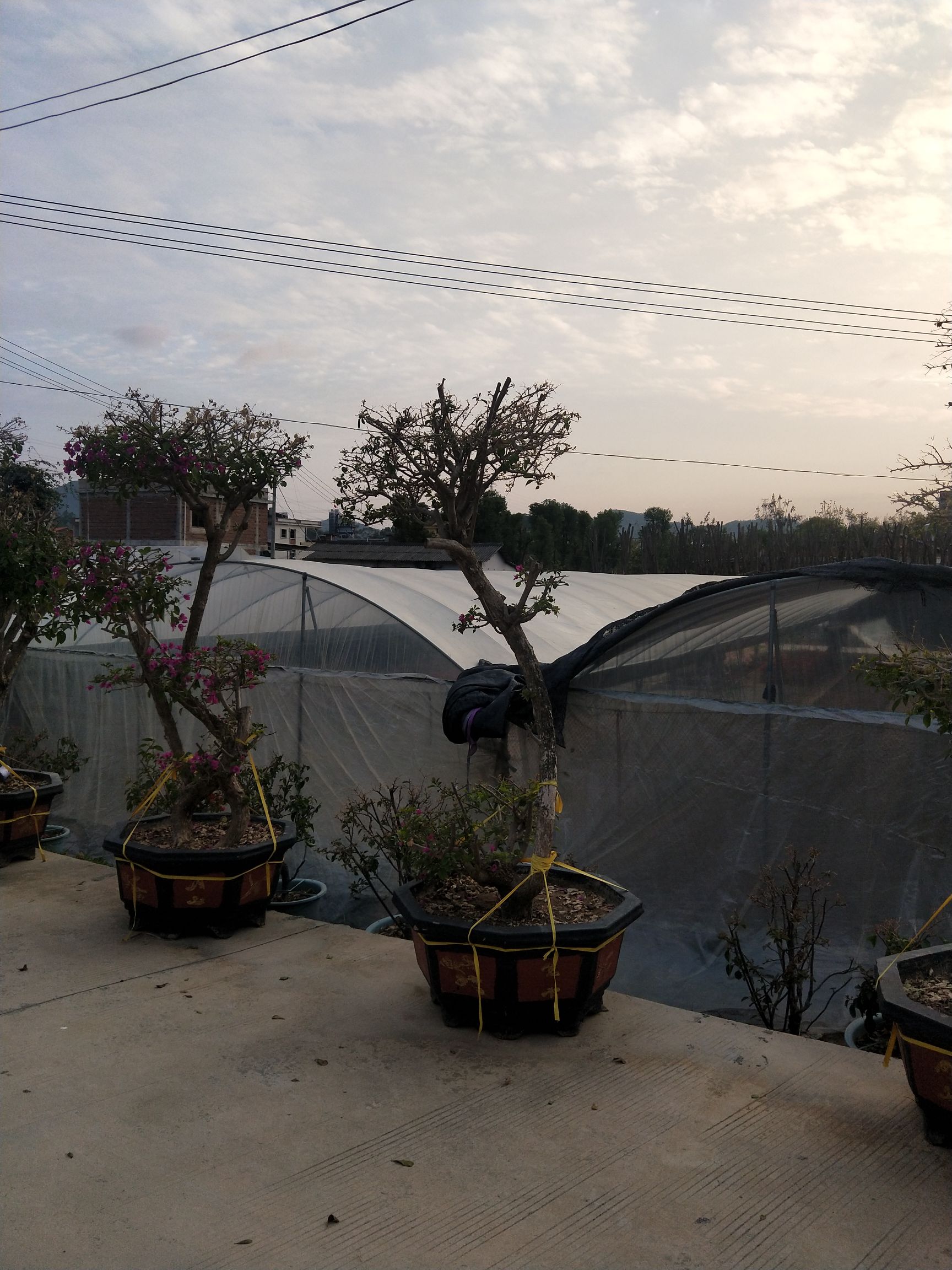 紫花三角梅  长期供应各种品种、规格三角梅袋苗、盆苗，基地直销