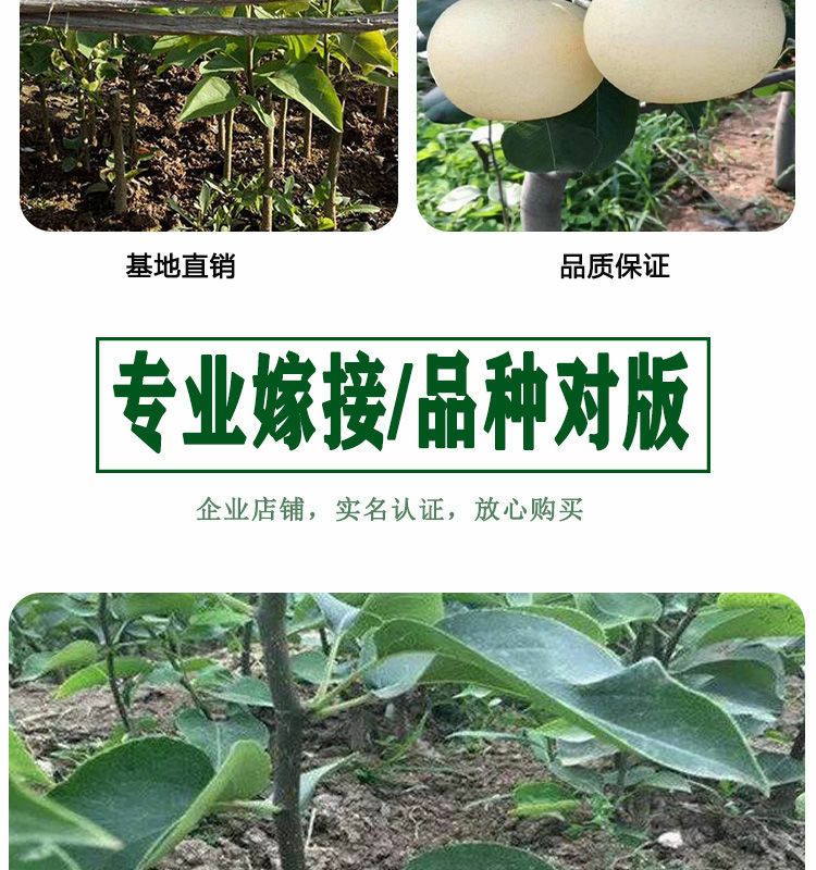 梨树苗 高品质梨树种苗，规格品种齐全，苗壮根系好，成活率高