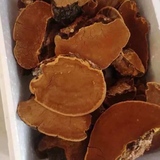 略阳县桑黄  桑树