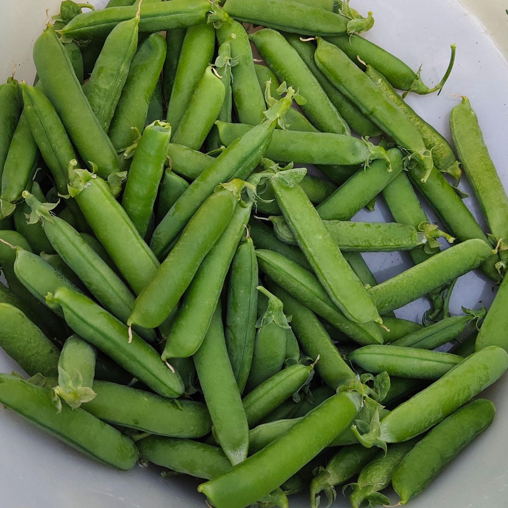 水果豌豆 出售青豌豆