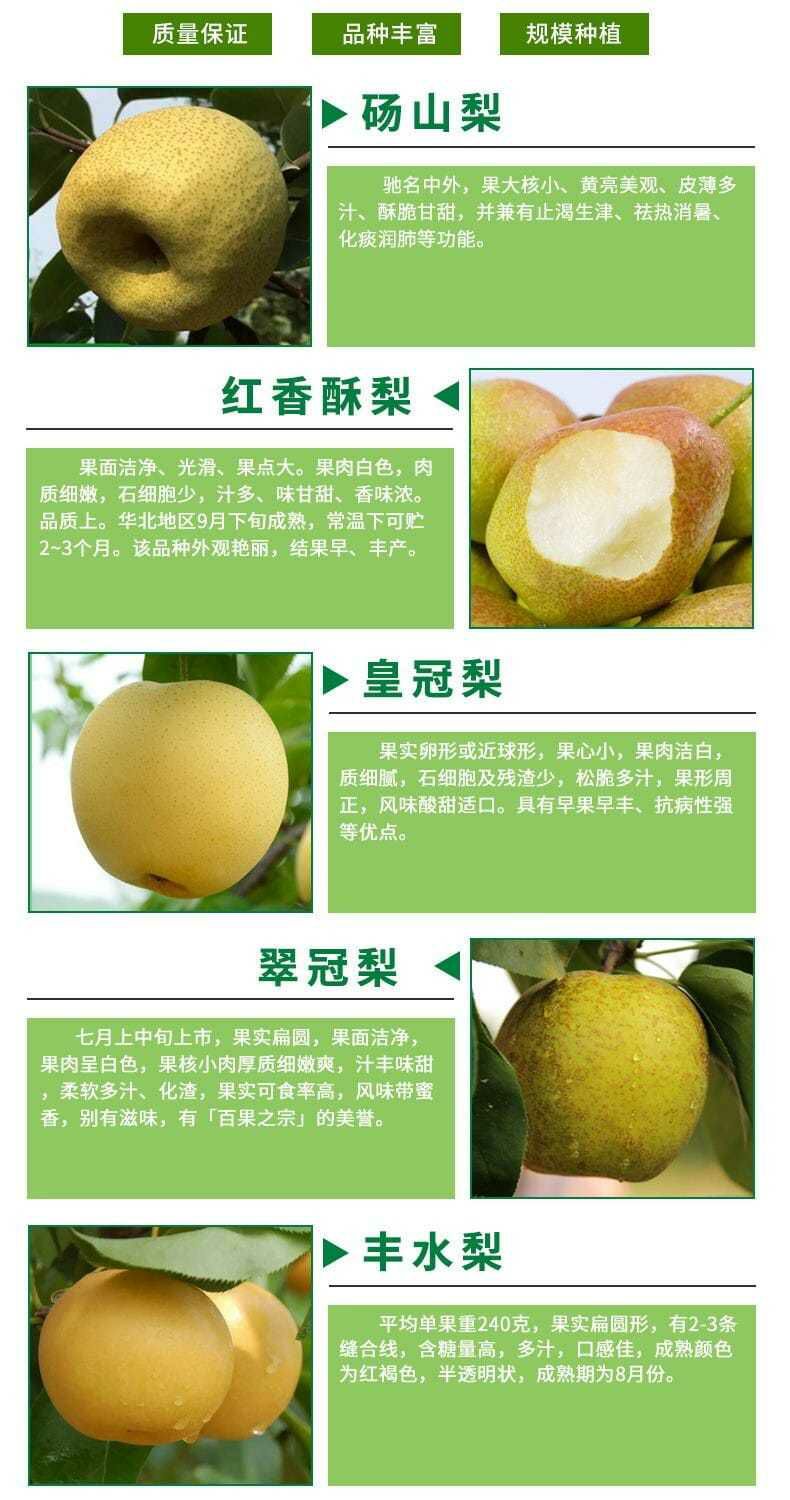 梨树苗 高品质梨树种苗，规格品种齐全，苗壮根系好，成活率高