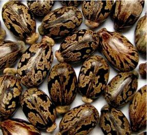 大英县蓖麻种子 出爷爷种的优质蓖麻子，11.8一斤，有40多斤，量大从优，量