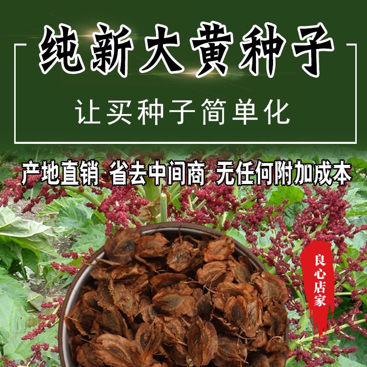 马蹄大黄种子中药材野生马蹄大黄多年生特级种子出芽率高