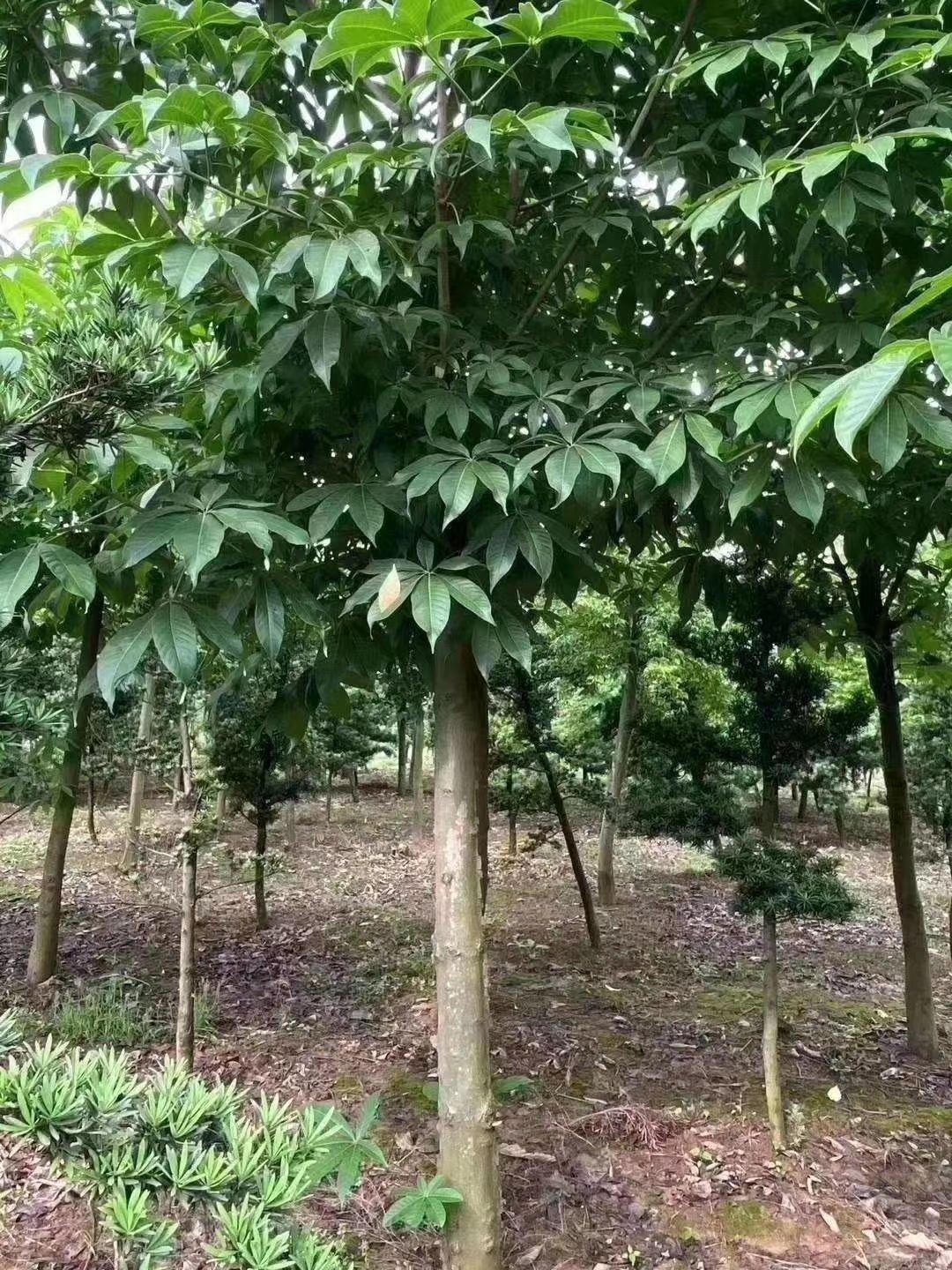 七叶树5-15公分批量供应，冠幅饱满