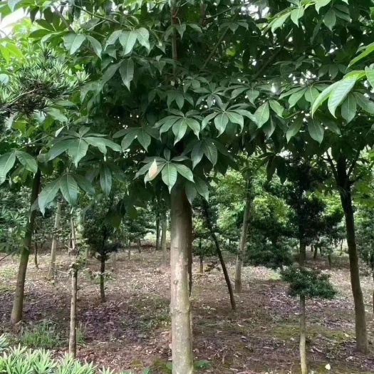 南京七叶树5-15公分批量供应，冠幅饱满