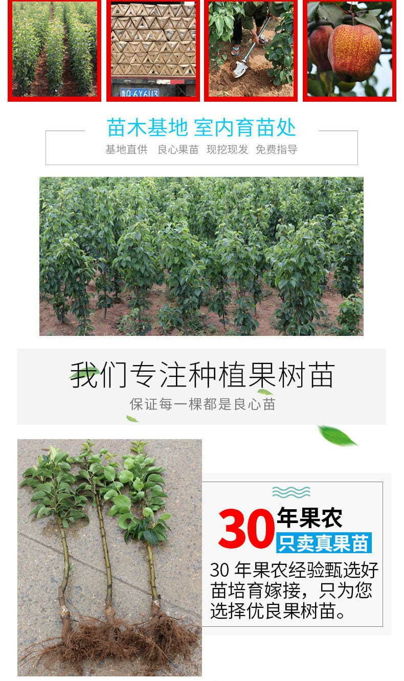 梨树苗 高品质梨树种苗，规格品种齐全，苗壮根系好，成活率高