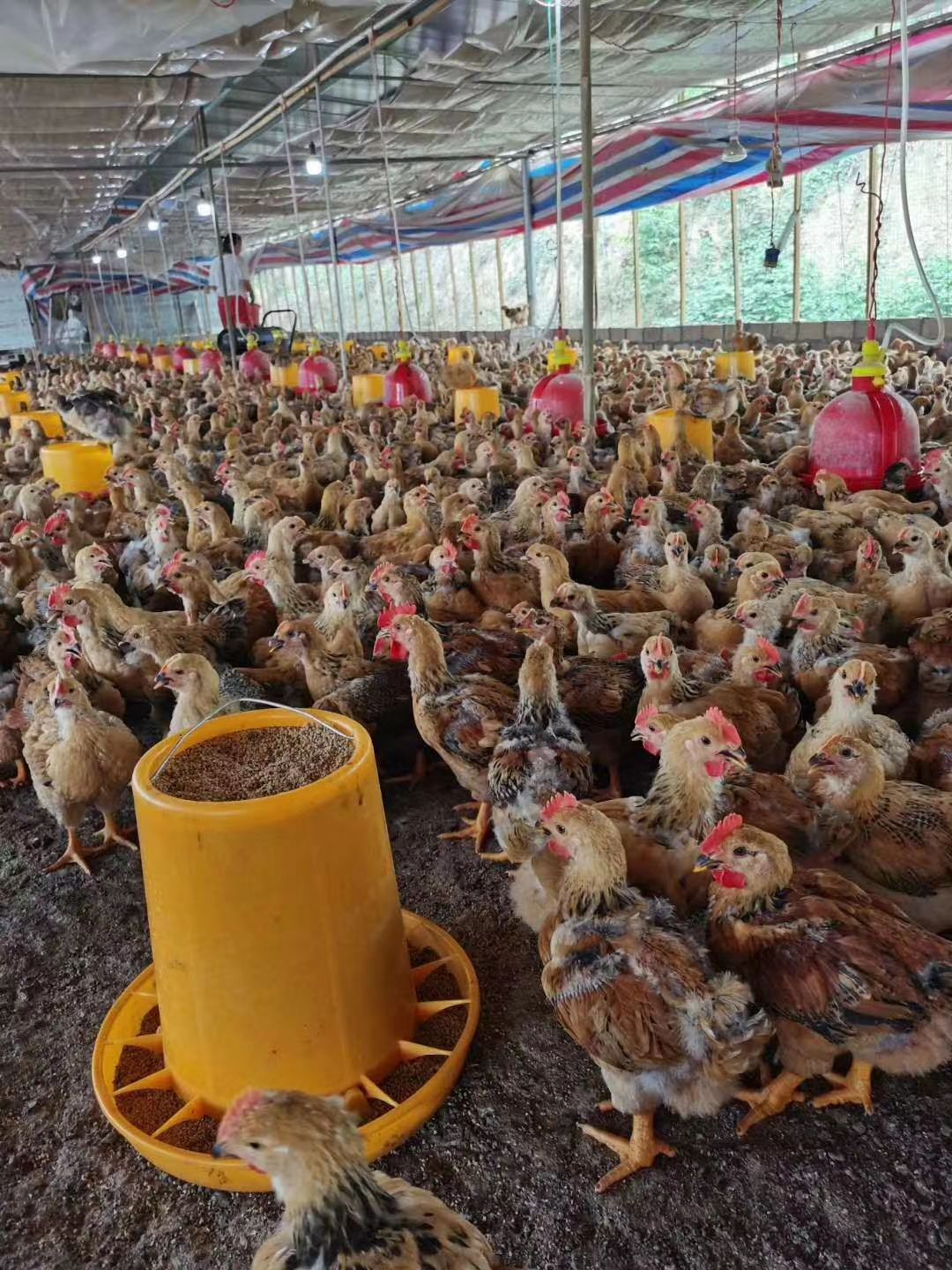 K9鸡苗 年后大量批发，大红宝鸡，k9，肉鸡，脱温苗，脚粗冠红