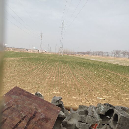 枣庄 水浇地二百亩地，寻找蔬菜批发商合作，