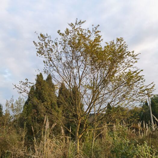 遂宁厚朴树