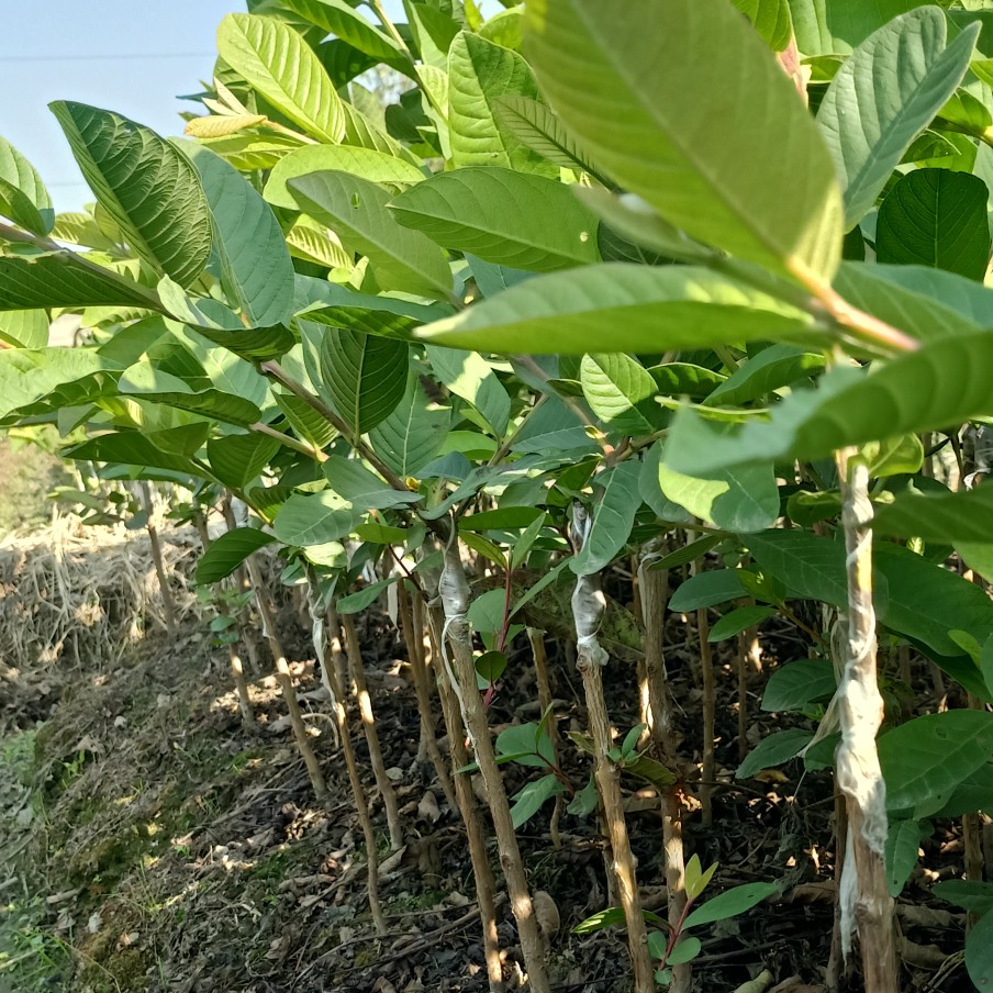 珍珠番石榴苗四季番石榴苗白心番石榴易种好管理产量高广西玉林